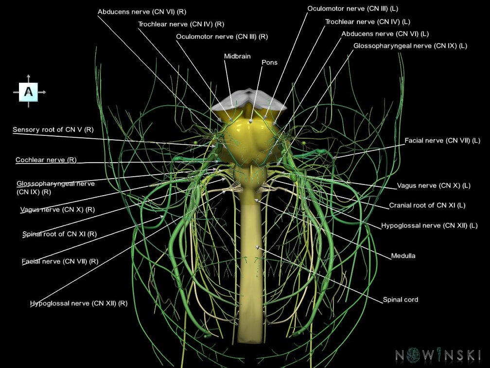 G4.T9-10-19.6--19.15.V1.C2.L1.Brainstem–Cervical spinal cord–CNIII––CNXII