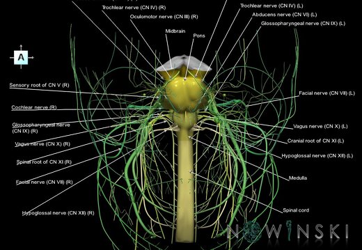 G4.T9-10-19.6--19.15.V1.C2.L1.Brainstem–Cervical spinal cord–CNIII––CNXII