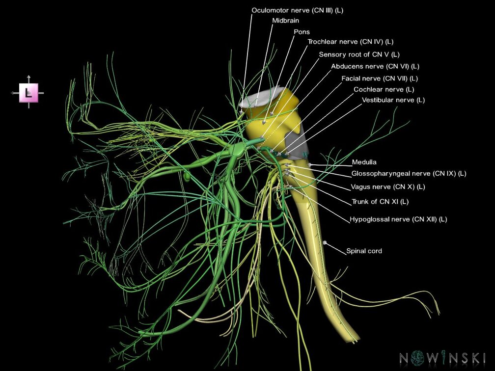 G4.T9-10-19.6--19.15.V2.C2.L1.Brainstem–Cervical spinal cord–CNIII––CNXII