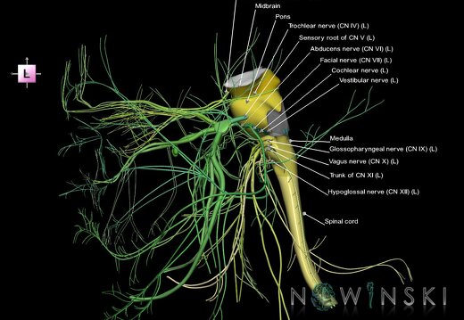 G4.T9-10-19.6--19.15.V2.C2.L1.Brainstem–Cervical spinal cord–CNIII––CNXII