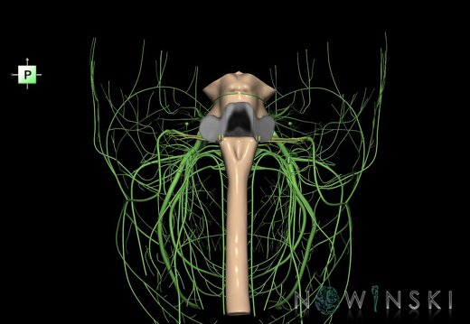 G4.T9-10-19.6--19.15.V3.C1.L0.Brainstem–Cervical spinal cord–CNIII––CNXII