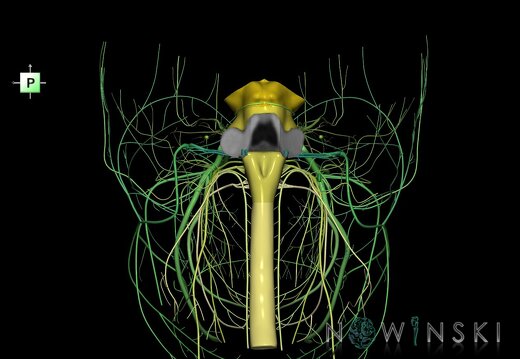 G4.T9-10-19.6--19.15.V3.C2.L0.Brainstem–Cervical spinal cord–CNIII––CNXII