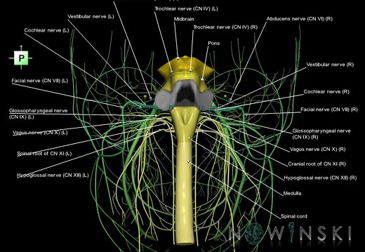 G4.T9-10-19.6--19.15.V3.C2.L1.Brainstem–Cervical spinal cord–CNIII––CNXII