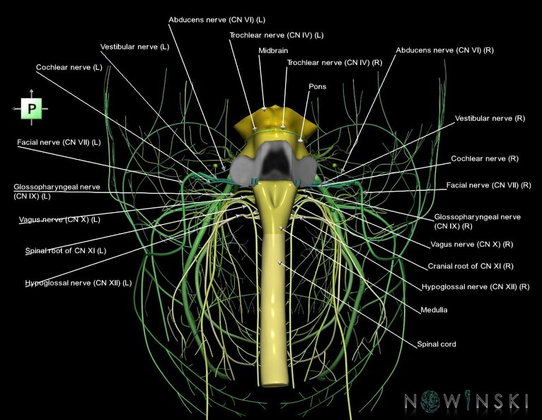 G4.T9-10-19.6--19.15.V3.C2.L1.Brainstem–Cervical_spinal_cord–CNIII––CNXII.tiff