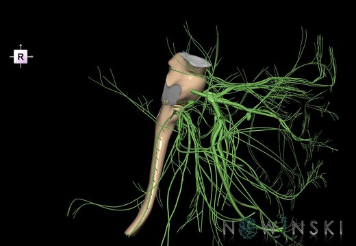 G4.T9-10-19.6--19.15.V4.C1.L0.Brainstem–Cervical spinal cord–CNIII––CNXII