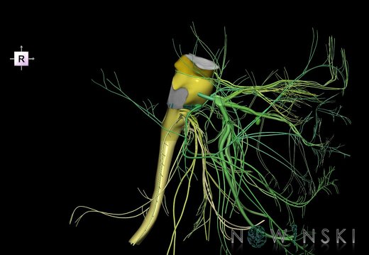 G4.T9-10-19.6--19.15.V4.C2.L0.Brainstem–Cervical spinal cord–CNIII––CNXII