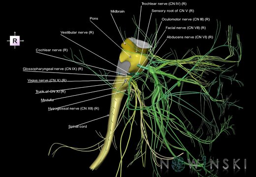 G4.T9-10-19.6--19.15.V4.C2.L1.Brainstem–Cervical spinal cord–CNIII––CNXII