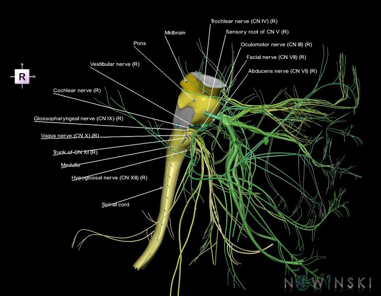 G4.T9-10-19.6--19.15.V4.C2.L1.Brainstem–Cervical_spinal_cord–CNIII––CNXII.tiff