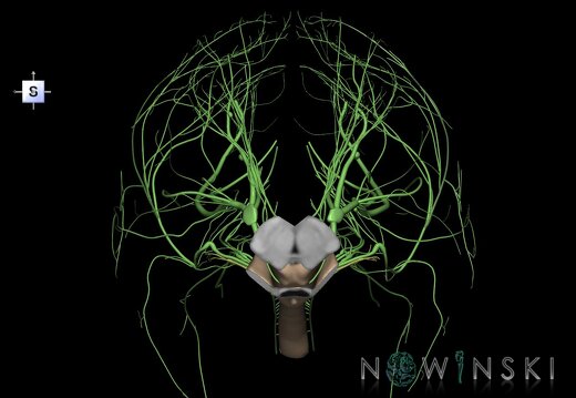 G4.T9-10-19.6--19.15.V5.C1.L0.Brainstem–Cervical spinal cord–CNIII––CNXII