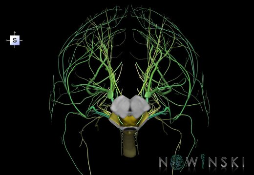 G4.T9-10-19.6--19.15.V5.C2.L0.Brainstem–Cervical spinal cord–CNIII––CNXII