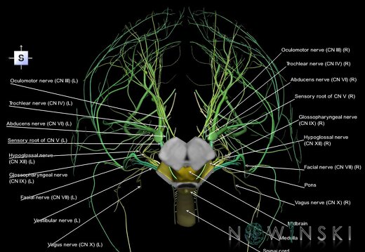 G4.T9-10-19.6--19.15.V5.C2.L1.Brainstem–Cervical spinal cord–CNIII––CNXII