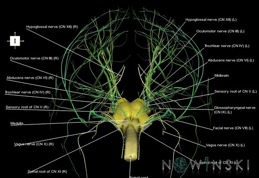 G4.T9-10-19.6--19.15.V6.C2.L1.Brainstem–Cervical spinal cord–CNIII––CNXII