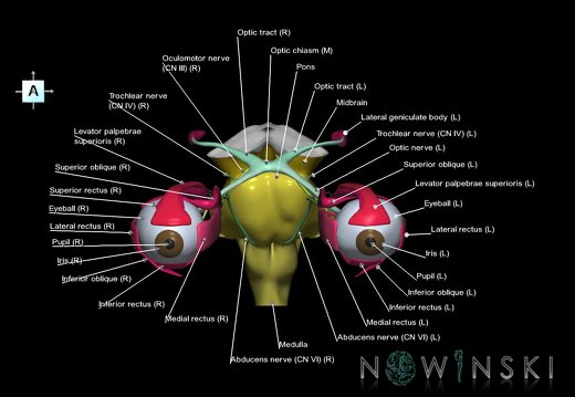 G4.T9-19.6-19.7-19.9-20.4-26.V1.C2.L1.Brainstem–CNIII–CNIV–CNVI–Extraocular muscles–Visual system