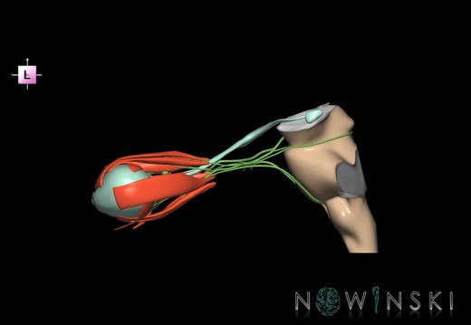 G4.T9-19.6-19.7-19.9-20.4-26.V2.C1.L0.Brainstem–CNIII–CNIV–CNVI–Extraocular muscles–Visual system