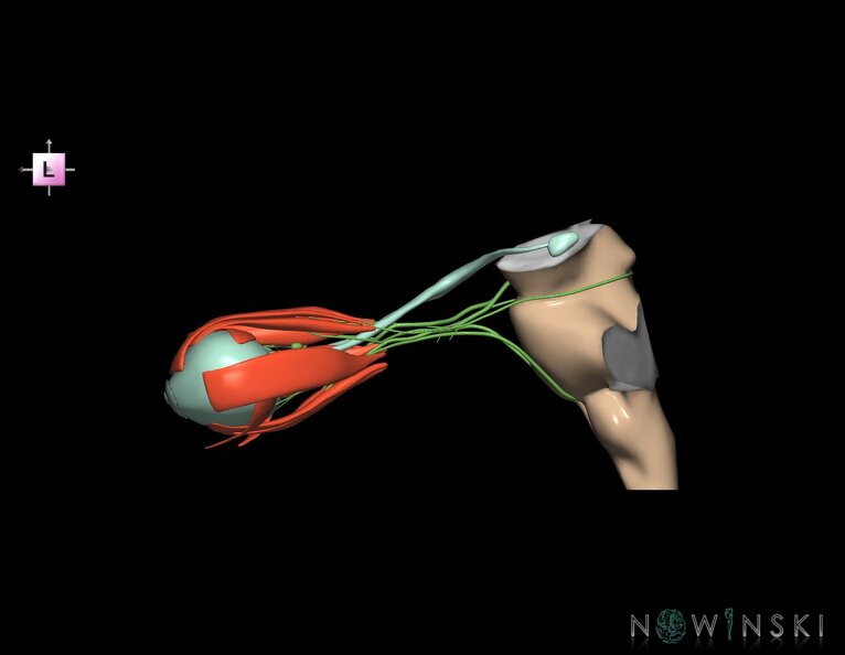 G4.T9-19.6-19.7-19.9-20.4-26.V2.C1.L0.Brainstem–CNIII–CNIV–CNVI–Extraocular_muscles–Visual_system.tiff