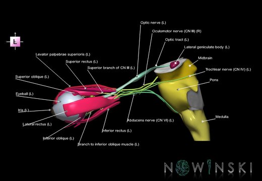 G4.T9-19.6-19.7-19.9-20.4-26.V2.C2.L1.Brainstem–CNIII–CNIV–CNVI–Extraocular muscles–Visual system