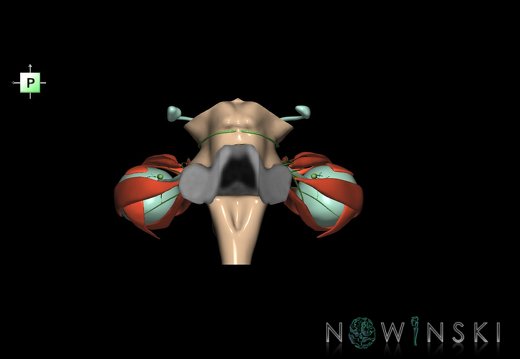 G4.T9-19.6-19.7-19.9-20.4-26.V3.C1.L0.Brainstem–CNIII–CNIV–CNVI–Extraocular muscles–Visual system