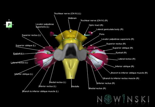 G4.T9-19.6-19.7-19.9-20.4-26.V3.C2.L1.Brainstem–CNIII–CNIV–CNVI–Extraocular muscles–Visual system