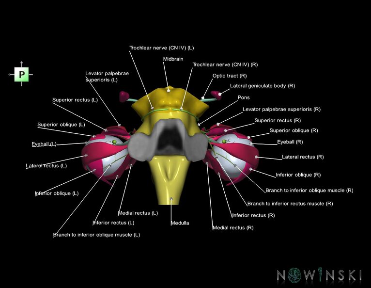 G4.T9-19.6-19.7-19.9-20.4-26.V3.C2.L1.Brainstem–CNIII–CNIV–CNVI–Extraocular_muscles–Visual_system.tiff