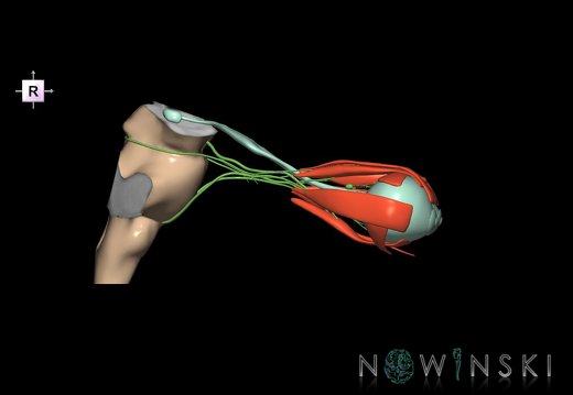 G4.T9-19.6-19.7-19.9-20.4-26.V4.C1.L0.Brainstem–CNIII–CNIV–CNVI–Extraocular muscles–Visual system