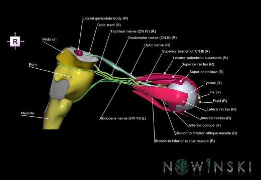 G4.T9-19.6-19.7-19.9-20.4-26.V4.C2.L1.Brainstem–CNIII–CNIV–CNVI–Extraocular muscles–Visual system
