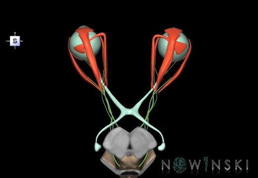 G4.T9-19.6-19.7-19.9-20.4-26.V5.C1.L0.Brainstem–CNIII–CNIV–CNVI–Extraocular muscles–Visual system