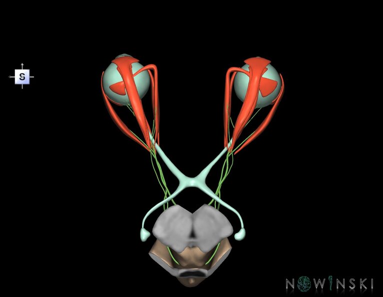 G4.T9-19.6-19.7-19.9-20.4-26.V5.C1.L0.Brainstem–CNIII–CNIV–CNVI–Extraocular_muscles–Visual_system.tiff