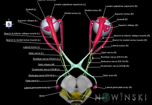 G4.T9-19.6-19.7-19.9-20.4-26.V5.C2.L1.Brainstem–CNIII–CNIV–CNVI–Extraocular muscles–Visual system