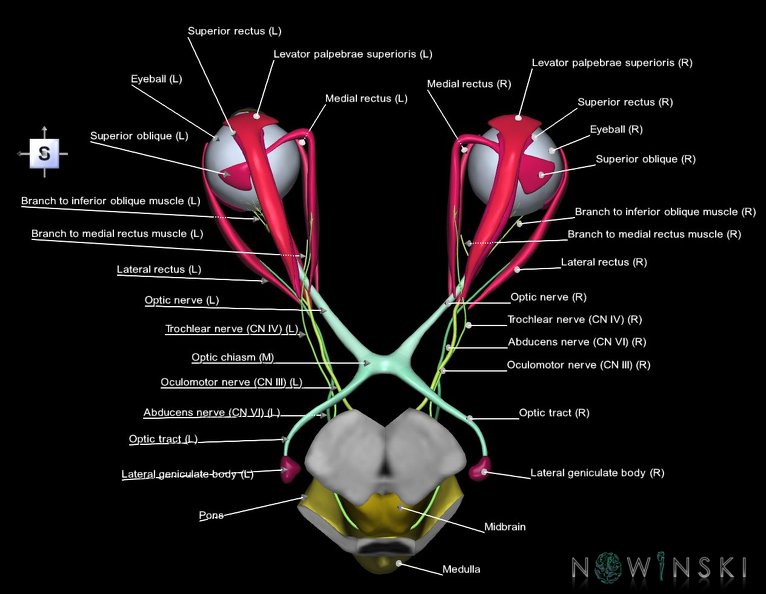 G4.T9-19.6-19.7-19.9-20.4-26.V5.C2.L1.Brainstem–CNIII–CNIV–CNVI–Extraocular_muscles–Visual_system.tiff