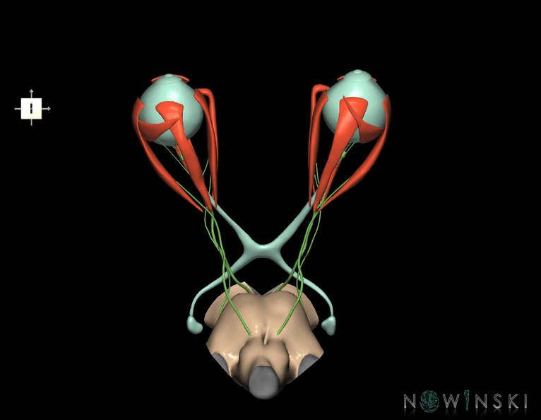 G4.T9-19.6-19.7-19.9-20.4-26.V6.C1.L0.Brainstem–CNIII–CNIV–CNVI–Extraocular_muscles–Visual_system.tiff