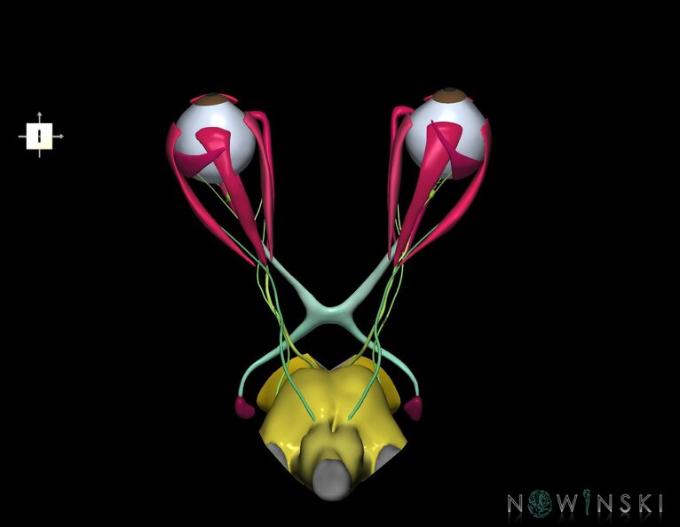 G4.T9-19.6-19.7-19.9-20.4-26.V6.C2.L0.Brainstem–CNIII–CNIV–CNVI–Extraocular_muscles–Visual_system.tiff