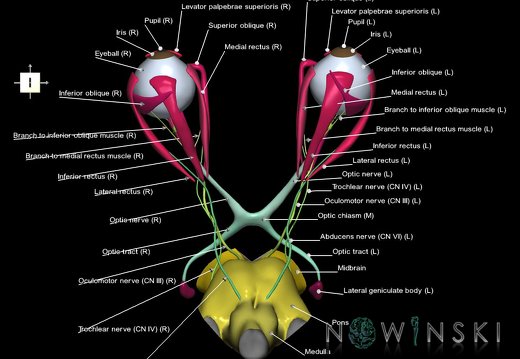 G4.T9-19.6-19.7-19.9-20.4-26.V6.C2.L1.Brainstem–CNIII–CNIV–CNVI–Extraocular muscles–Visual system