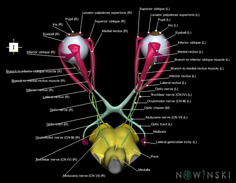 G4.T9-19.6-19.7-19.9-20.4-26.V6.C2.L1.Brainstem–CNIII–CNIV–CNVI–Extraocular_muscles–Visual_system.tiff