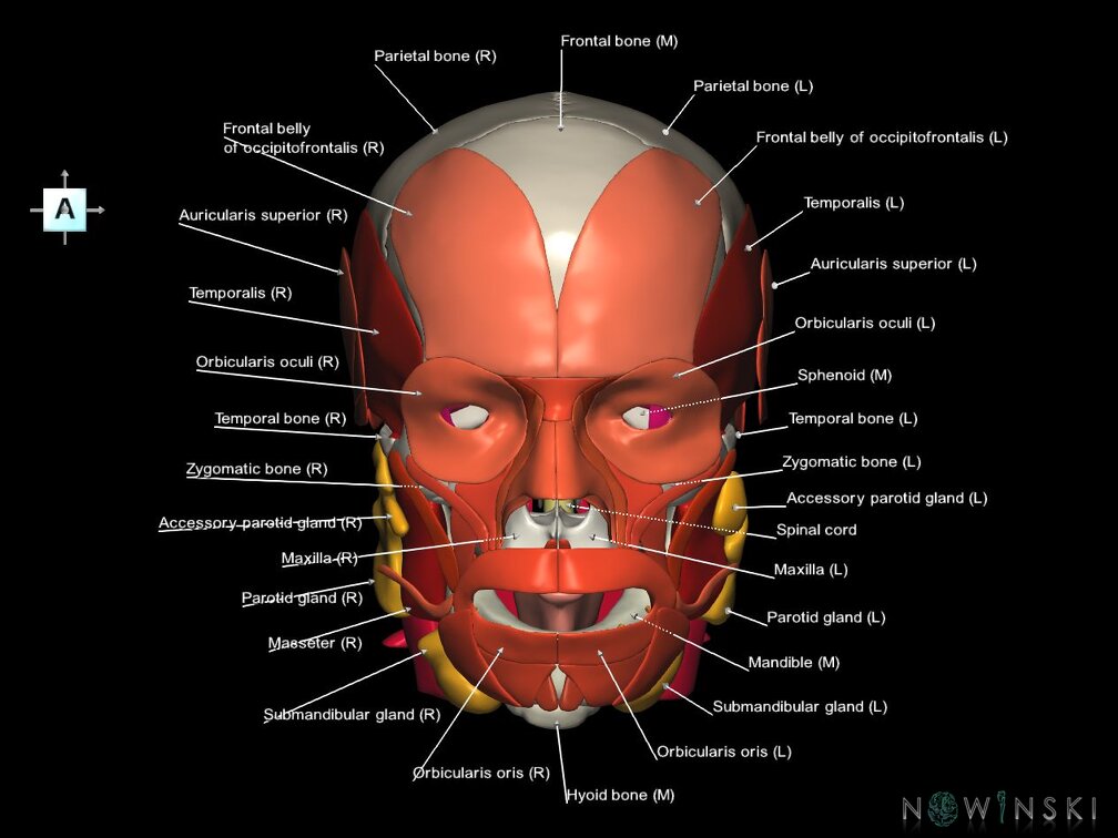 G5.T10-9-11-12-13-8-3-22-20-21.V1.C2.L1.Spinal cord––Head muscles–Glands