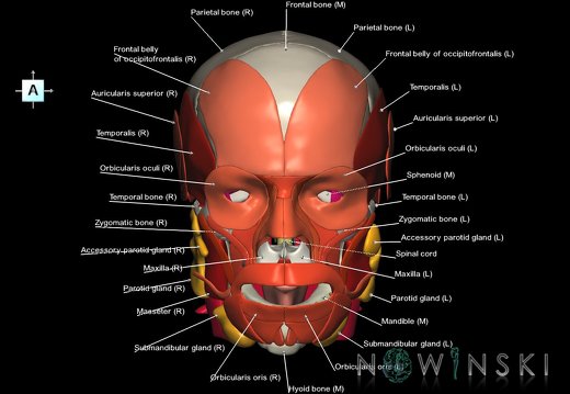 G5.T10-9-11-12-13-8-3-22-20-21.V1.C2.L1.Spinal cord––Head muscles–Glands