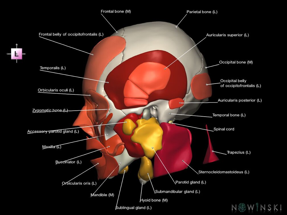 G5.T10-9-11-12-13-8-3-22-20-21.V2.C2.L1.Spinal cord––Head muscles–Glands