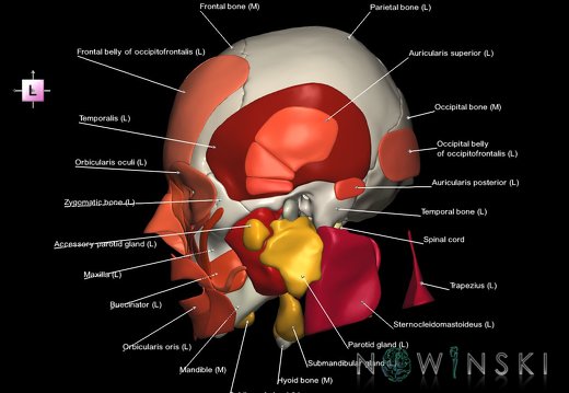 G5.T10-9-11-12-13-8-3-22-20-21.V2.C2.L1.Spinal cord––Head muscles–Glands