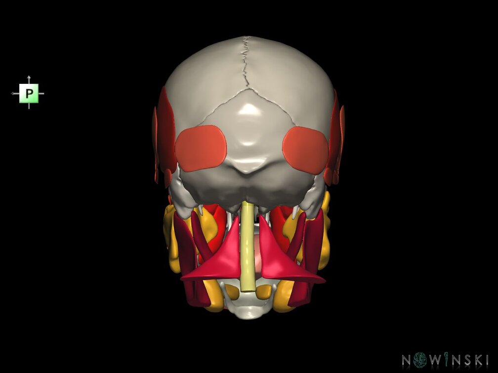 G5.T10-9-11-12-13-8-3-22-20-21.V3.C2.L0.Spinal cord––Head muscles–Glands