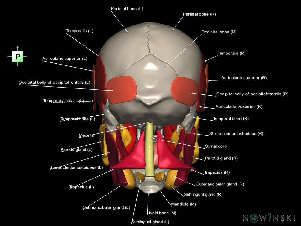 G5.T10-9-11-12-13-8-3-22-20-21.V3.C2.L1.Spinal cord––Head muscles–Glands