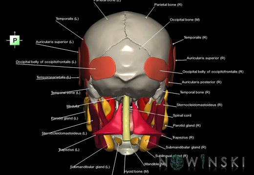 G5.T10-9-11-12-13-8-3-22-20-21.V3.C2.L1.Spinal cord––Head muscles–Glands