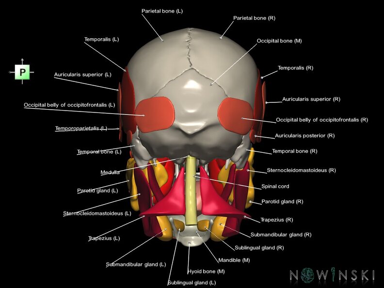 G5.T10-9-11-12-13-8-3-22-20-21.V3.C2.L1.Spinal cord––Head muscles–Glands