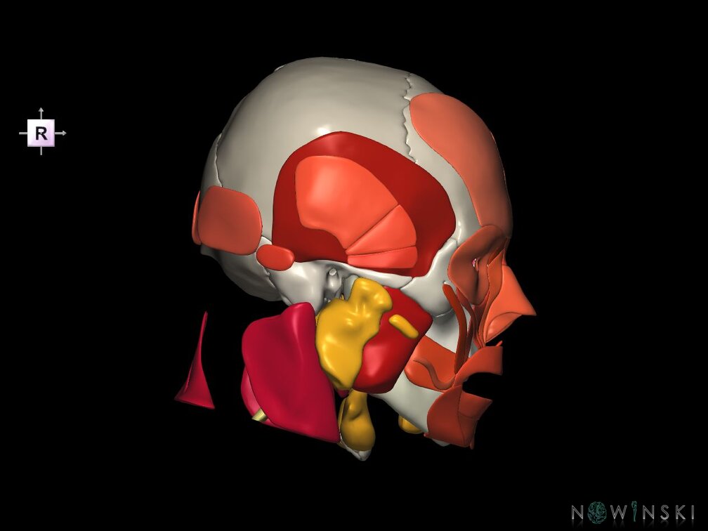 G5.T10-9-11-12-13-8-3-22-20-21.V4.C2.L0.Spinal cord––Head muscles–Glands