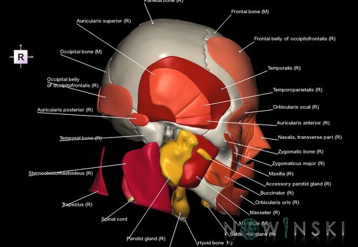 G5T10-9-11-12-13-8-3-22-20-21.SpinalCord-Brainstem-DeepNuclei-Ventricles-WhiteMatter-Skull-Cerebellum-Cerebrum-HeadMuscles-Glands