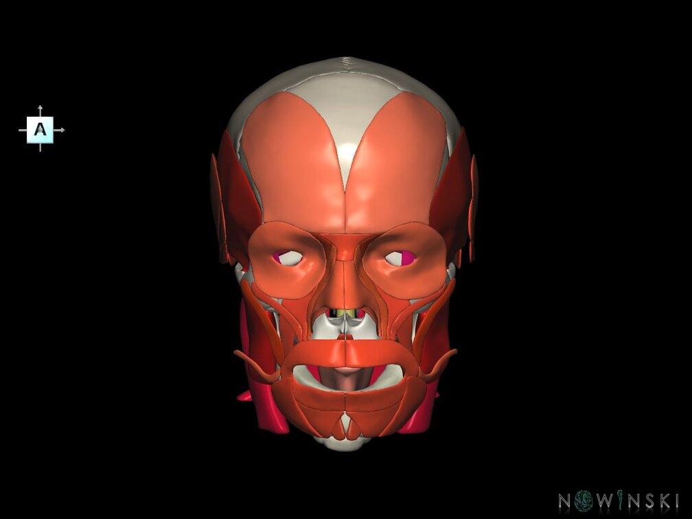 G5.T10-9-11-12-13-8-3-22-20.V1.C2.L0.Spinal cord––Skull–Head muscles