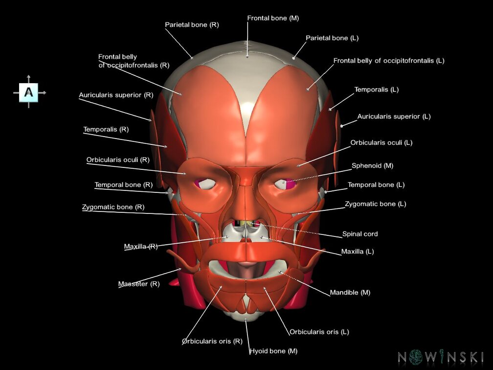 G5.T10-9-11-12-13-8-3-22-20.V1.C2.L1.Spinal cord––Skull–Head muscles