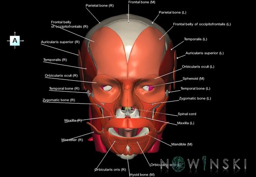 G5.T10-9-11-12-13-8-3-22-20.V1.C2.L1.Spinal cord––Skull–Head muscles