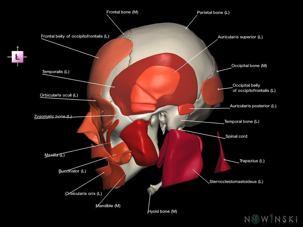 G5.T10-9-11-12-13-8-3-22-20.V2.C2.L1.Spinal cord––Skull–Head muscles