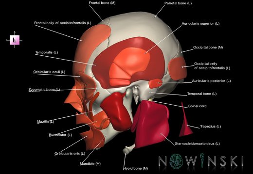 G5.T10-9-11-12-13-8-3-22-20.V2.C2.L1.Spinal cord––Skull–Head muscles