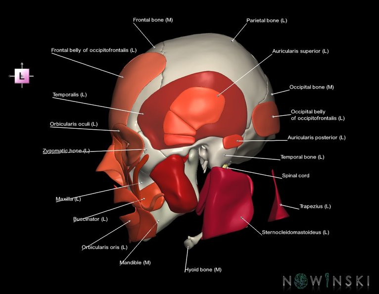 G5.T10-9-11-12-13-8-3-22-20.V2.C2.L1.Spinal_cord––Skull–Head_muscles.tiff