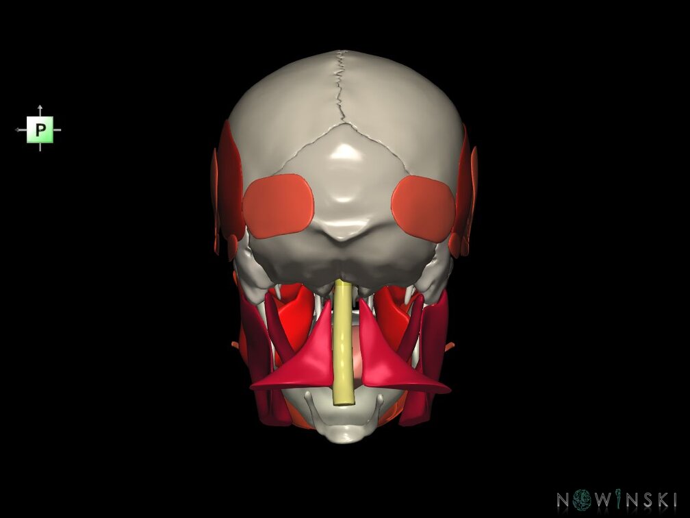 G5.T10-9-11-12-13-8-3-22-20.V3.C2.L0.Spinal cord––Skull–Head muscles